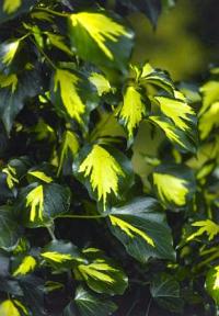 Hedera helix 'Goldheart' - břečťan obecný