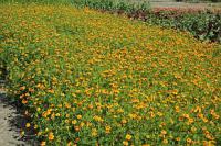 Tagetes patula 'Ground Control' - aksamitník rozkladitý (SEMO)