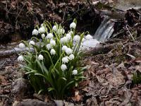 Leucojum vernum - bledule jarní