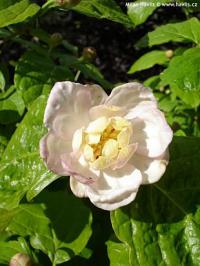Sinocalycanthus chinensis - sazaník čínský