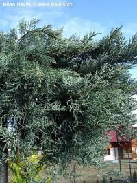 Juniperus virginiana 'Grey Owl' - jalovec viržinský