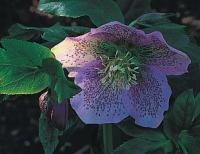 Helleborus orientalis subsp. guttatus - čemeřice východní (READERS DIGEST VÝBĚR)