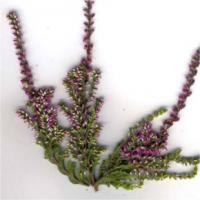 Calluna vulgaris 'Conbrio' - vřes obecný
