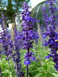 Balkónovky: Salvia farinacea (TIP ZC CS)