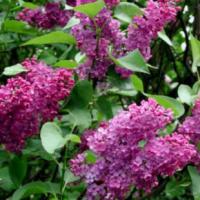Syringa vulgaris 'Andenken an Ludwig Späth' - šeřík obecný