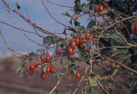 Lycium chinensis - kustovnice čínská