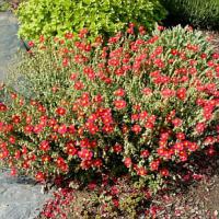 Helianthemum hybridum Red Orient - devaterník