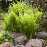 Matteuccia struthiopteris - pérovník pštrosí