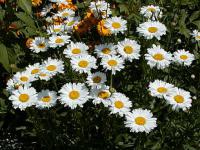 Leucanthemum maximum - kopretina největší