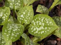 Pulmonaria officinalis - plicník lékařský