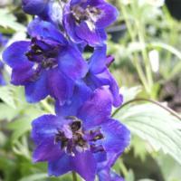 Delphinium x cultorum 'Black Knight' - ostrožka velkokvětá