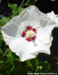 Hibiscus syriacus 'Red Heart' - ibišek syrský