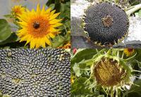 Helianthus annuus - slunečnice roční