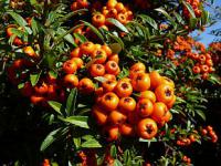 Pyracantha - hlohyně (PROVOBIS)