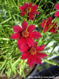 Coreopsis 'Ruby Port' - krásnoočko