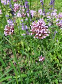 Verbena bonariensis - sporýš argentinský