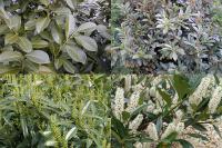 Rostliny na stříhané živé ploty: Prunus laurocerasus - bobkovišeň