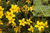 Bidens - dvouzubec