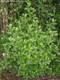 Viburnum tinus 'Eve Price' - kalina modroplodá
