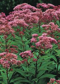 Eupatorium purpureum - sadec nachový (READERS DIGEST VÝBĚR)