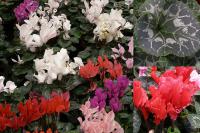 Cyclamen - brambořík