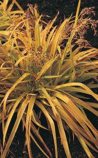 Luzula sylvatica 'Aurea' - bika lesní (READERS DIGEST VÝBĚR)