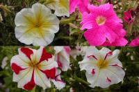 Petunia - petúnie