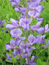 Baptisia australis - baptisie