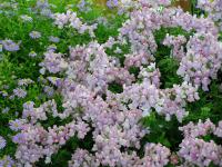 Nemesia - hledíkovka