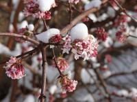 Viburnum x bodnantense - kalina bodnanská