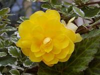 Begonia x tuberhybrida - begonie hlíznatá