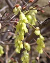 Corylopsis spicata - lískovníček klasnatý