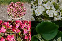Begonia semperflorens - begónie