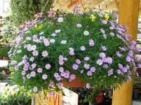 Brachycome iberidifolia - všelicha štěničníkolistá