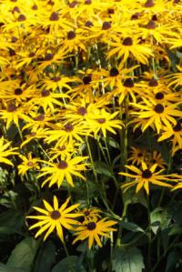 Rudbeckia - třapatka, rudbékie (PPH)