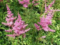 Astilbe x arendsii 'Amethyst' - čechrava zahradní