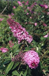 Buddleja - komule (PPH)
