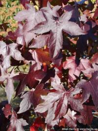 Liquidambar styraciflua 'Théa' - ambroň západní