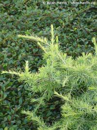 Cedrus deodara 'Golden Horizon' - cedr himalájský