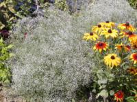 Rostliny s drobnými květy: šater - Gypsophila