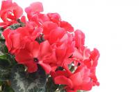 Cyclamen - brambořík (PROVOBIS)