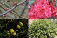Kdoulovec japonský - Chaenomeles japonica
