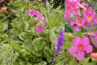 Incarvillea - dvojostice