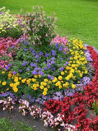 Letničkové záhony  (TIP ZC CS)