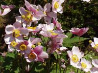 Trvalky do stínu: Anemone - sasanka (TIP ZC CS)