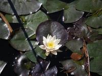 Jezírka: Nymphaea x hybrida - leknín křížený