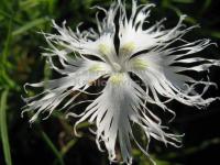 Dianthus arenarius - karafiát, hvozdík
