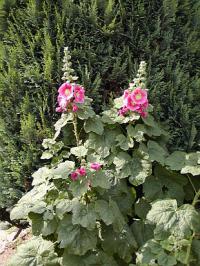 Alcea rosea - slézové růže (PROVOBIS)