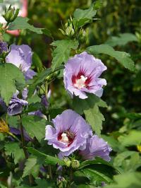 Dřeviny kvetoucí v létě: Hibiscus syriacus Oiseau Blue - ibišek syrský (TIP ZC CS)