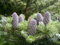 Abies koreana - jedle korejská (PROVOBIS)
